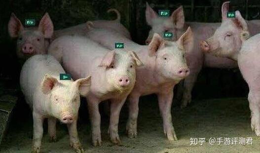 拉不拉猪吃瓜背锅视频,揭秘网络迷因背后的趣味与思考