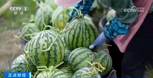 韩城吃瓜杀手视频大全集,揭秘视频大全集中的热点事件与幕后真相