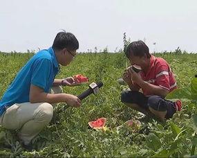 邢台威县吃瓜事件视频,一场网络热议背后的真相揭秘