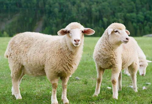 羊可以吃玉瓜吗视频教程,玉瓜营养食谱大揭秘