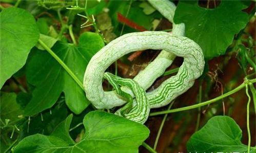 吃蛇瓜的小视频下载软件,跟随小视频下载软件一探究竟