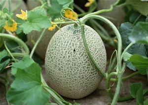 宝宝吃哈密瓜的效果视频,营养美味，健康成长的见证