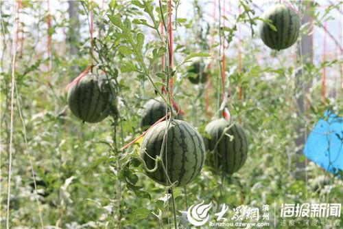 南阳红星吃瓜事件视频,一场网络热议的瓜田奇谈