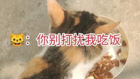小猫咪可以吃蜜瓜吗视频,猫咪的新鲜美味探索