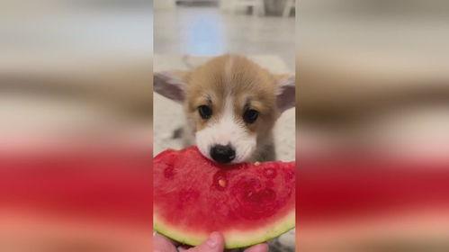 吃瓜小狗视频软件免费,免费畅享短视频盛宴，轻松解锁快乐时光