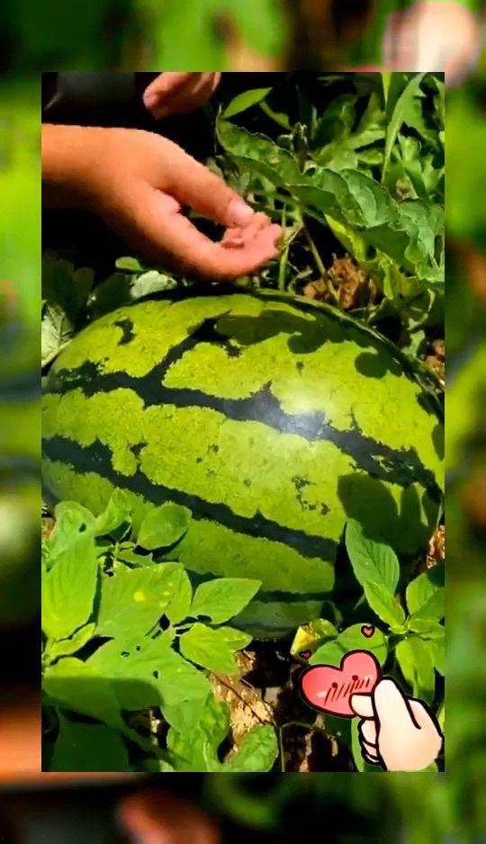 瓜熟了可以回家吃吗视频,跟随“瓜熟了可以回家吃吗”视频体验田园时光