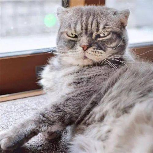 抖音相扑猫吃瓜视频,瓜田里的欢乐食客