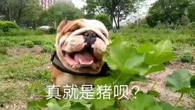 斗牛犬吃瓜的视频,萌态十足引网友爆笑