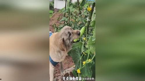 小狗吃小瓜视频下载安装,萌宠美食瞬间收藏