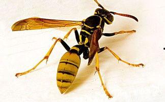 胡蜂会吃树瓜吗有毒吗视频,树瓜是否成为其餐桌上的毒物？