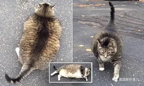 吃瓜大肥猫视频大全,趣味视频大盘点