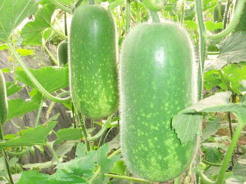 网红吃瓜打包图片大全视频,盘点那些搞笑又真实的打包图片大全