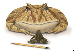 恐龙吃小刺瓜视频大全,揭秘史前巨兽的餐桌奇遇