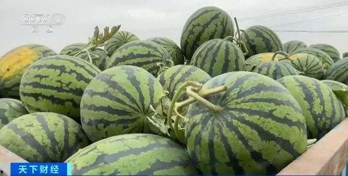 s404视频黑龙江吃瓜,一场引发热议的民间狂欢