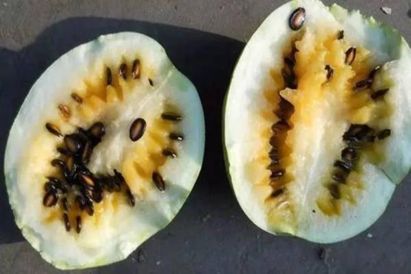 外地人吃籽瓜视频大全集,视频大全集揭秘