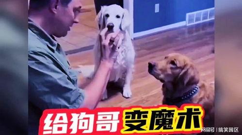 网红狗哥爆料吃瓜视频,揭秘吃瓜视频背后的惊人真相！